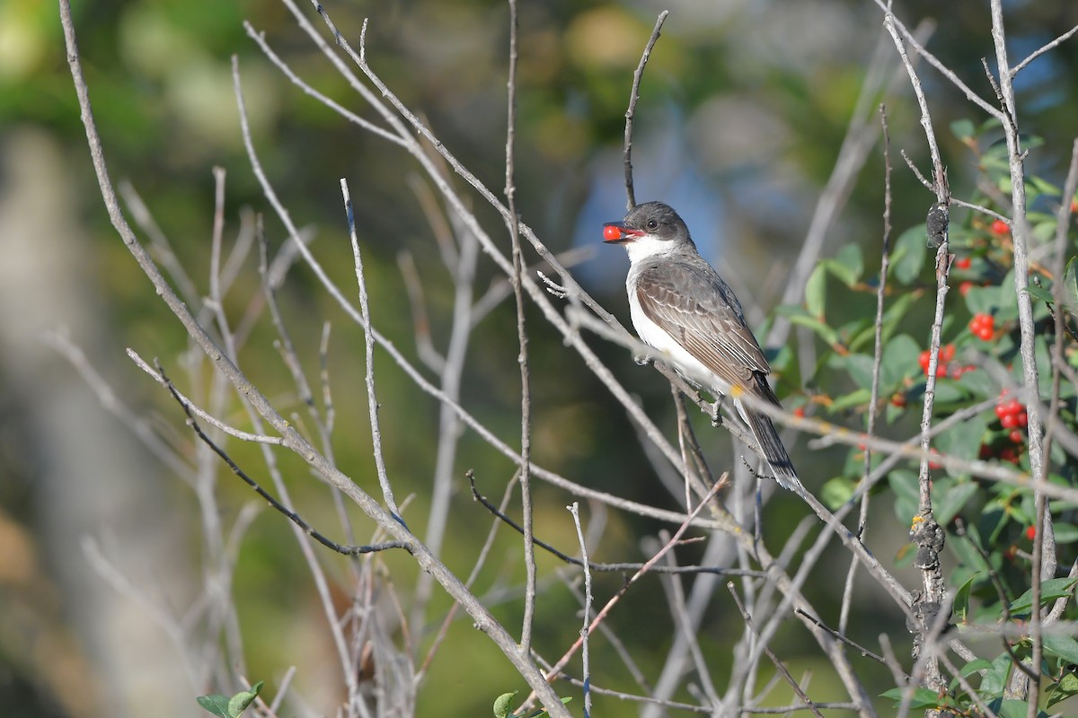 Schieferrücken-Königstyrann - ML644262527