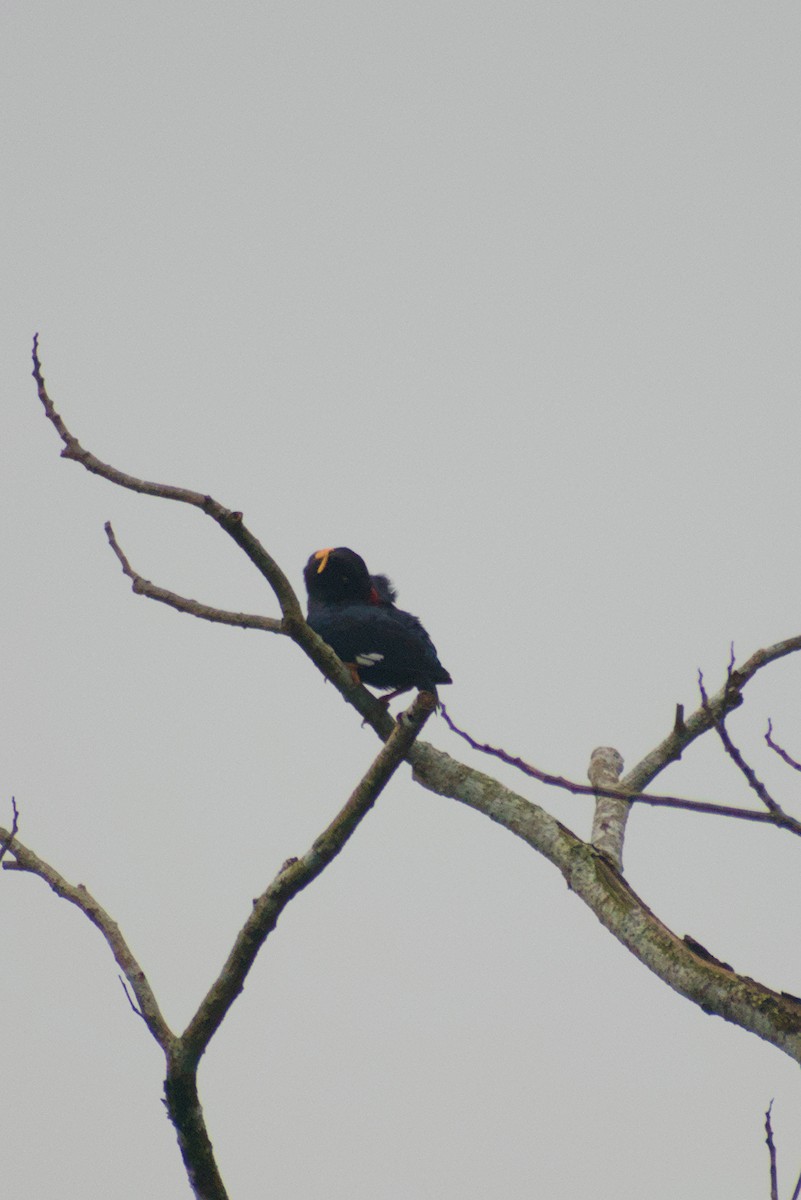 loskuták jižní - ML644262528