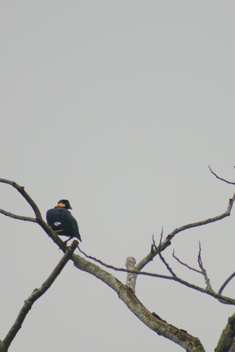 loskuták jižní - ML644262529