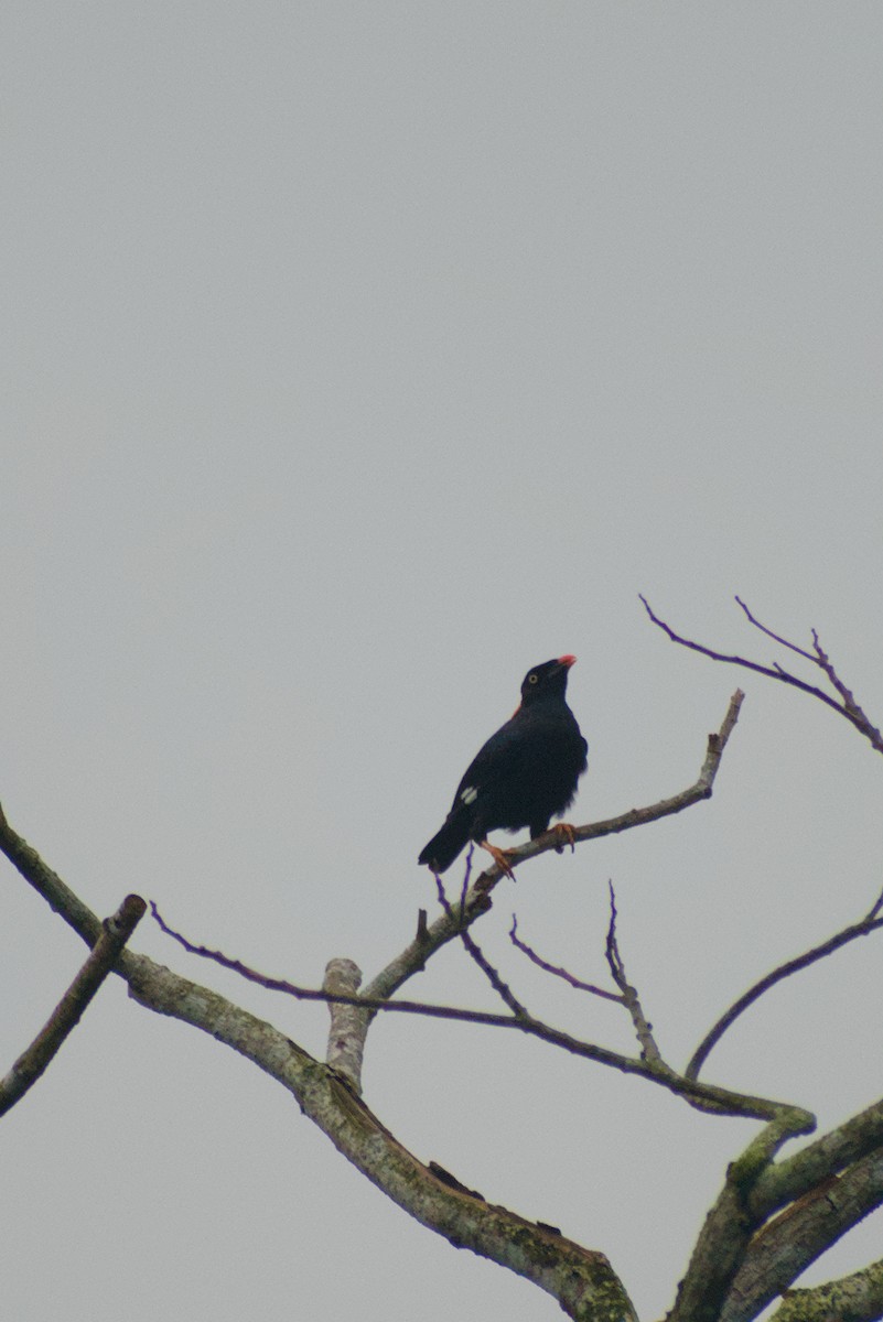 loskuták jižní - ML644262530