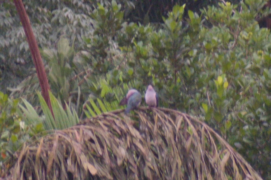 Green Imperial-Pigeon - ML644262551