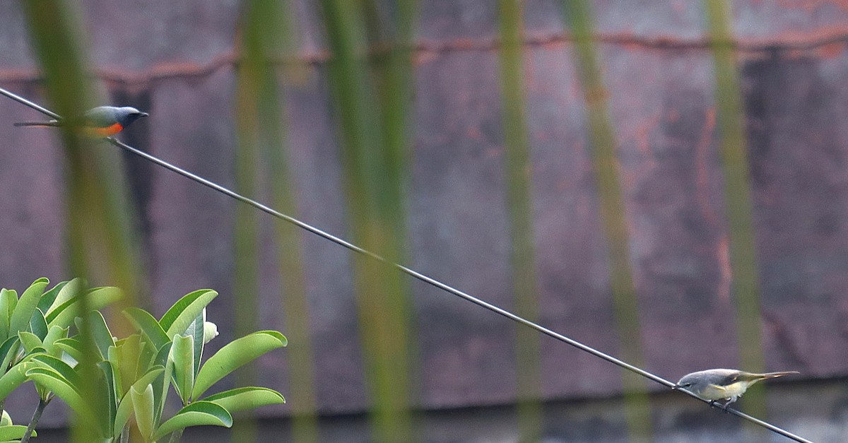 Small Minivet - ML644262555