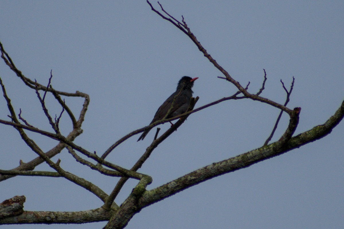 Square-tailed Bulbul (Sri Lanka) - ML644262557