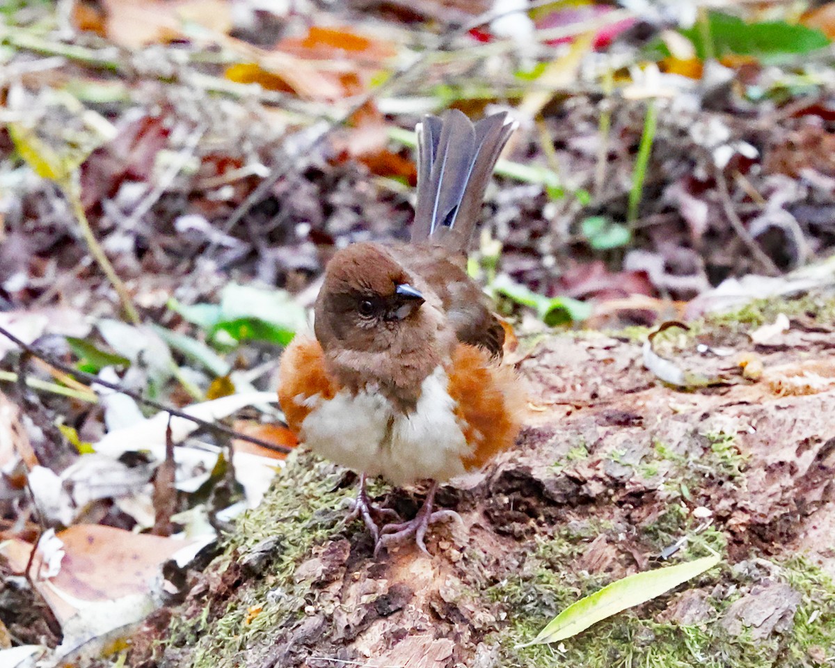 Eastern Towhee - ML644262559