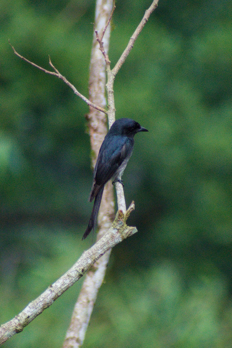 Ak Karınlı Drongo - ML644262560
