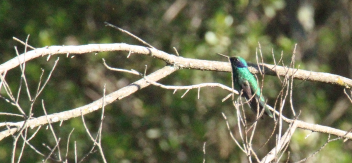 Colibri thalassin - ML644262561