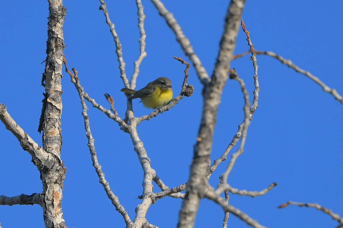 Philadelphia Vireo - ML644262565