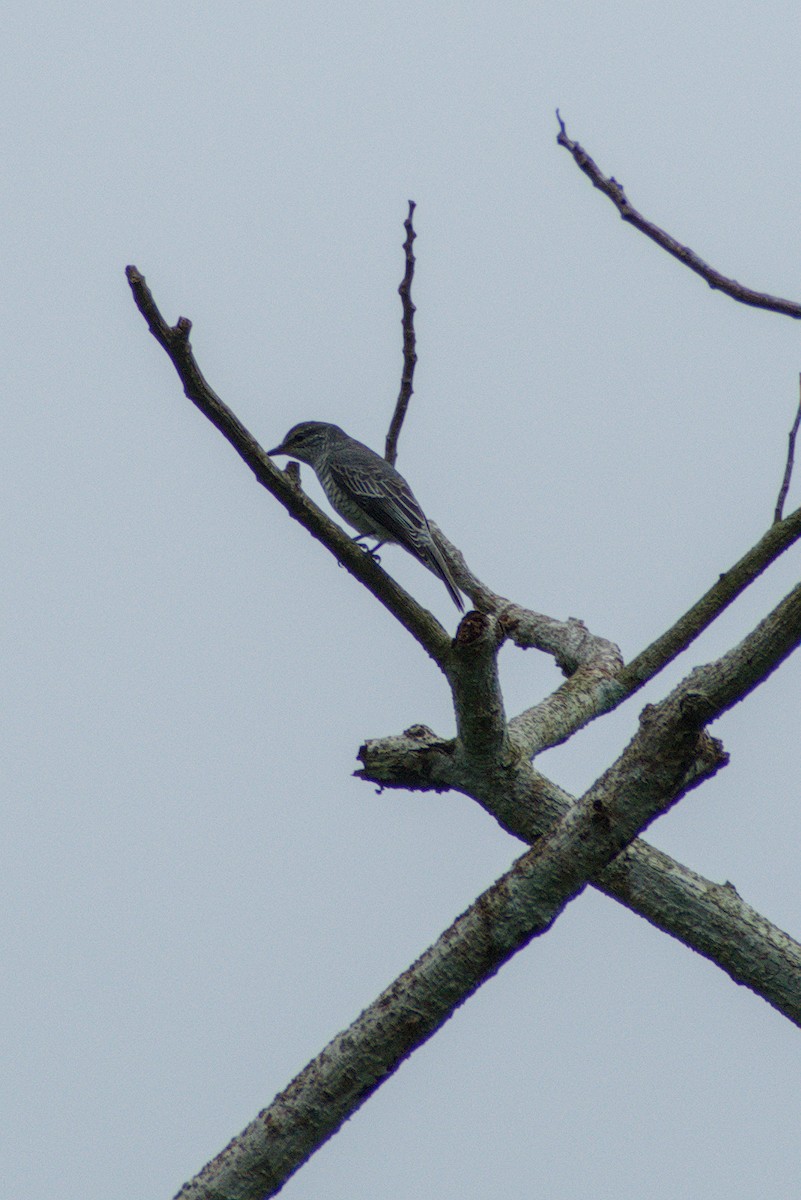 Schwarzkopf-Raupenfänger - ML644262566