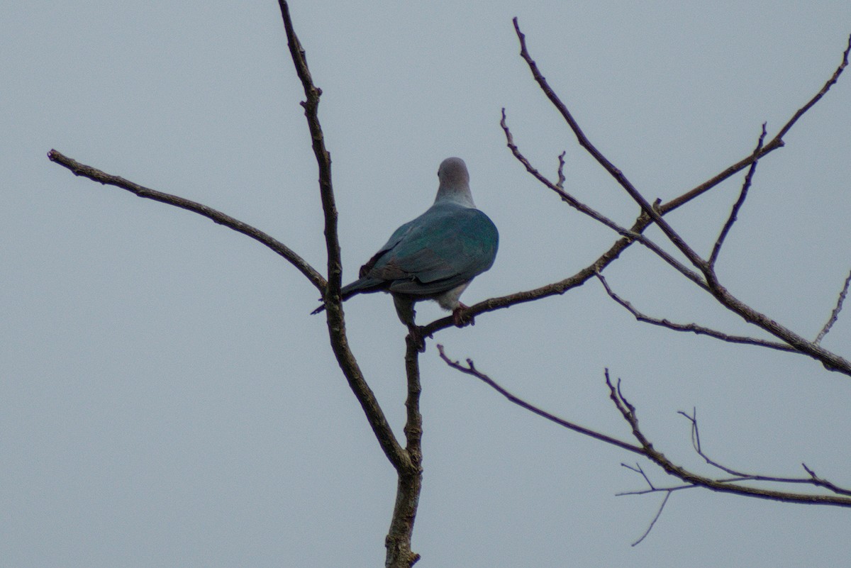 Green Imperial-Pigeon - ML644262570