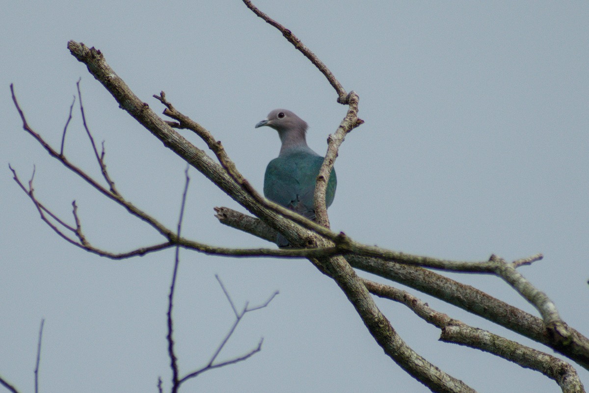 Green Imperial-Pigeon - ML644262571