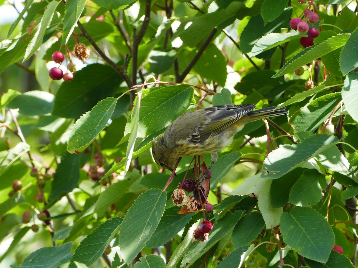 Paruline tigrée - ML644262573