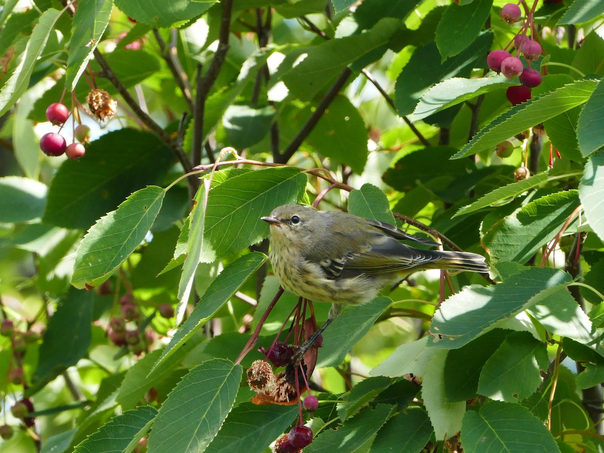 Paruline tigrée - ML644262574