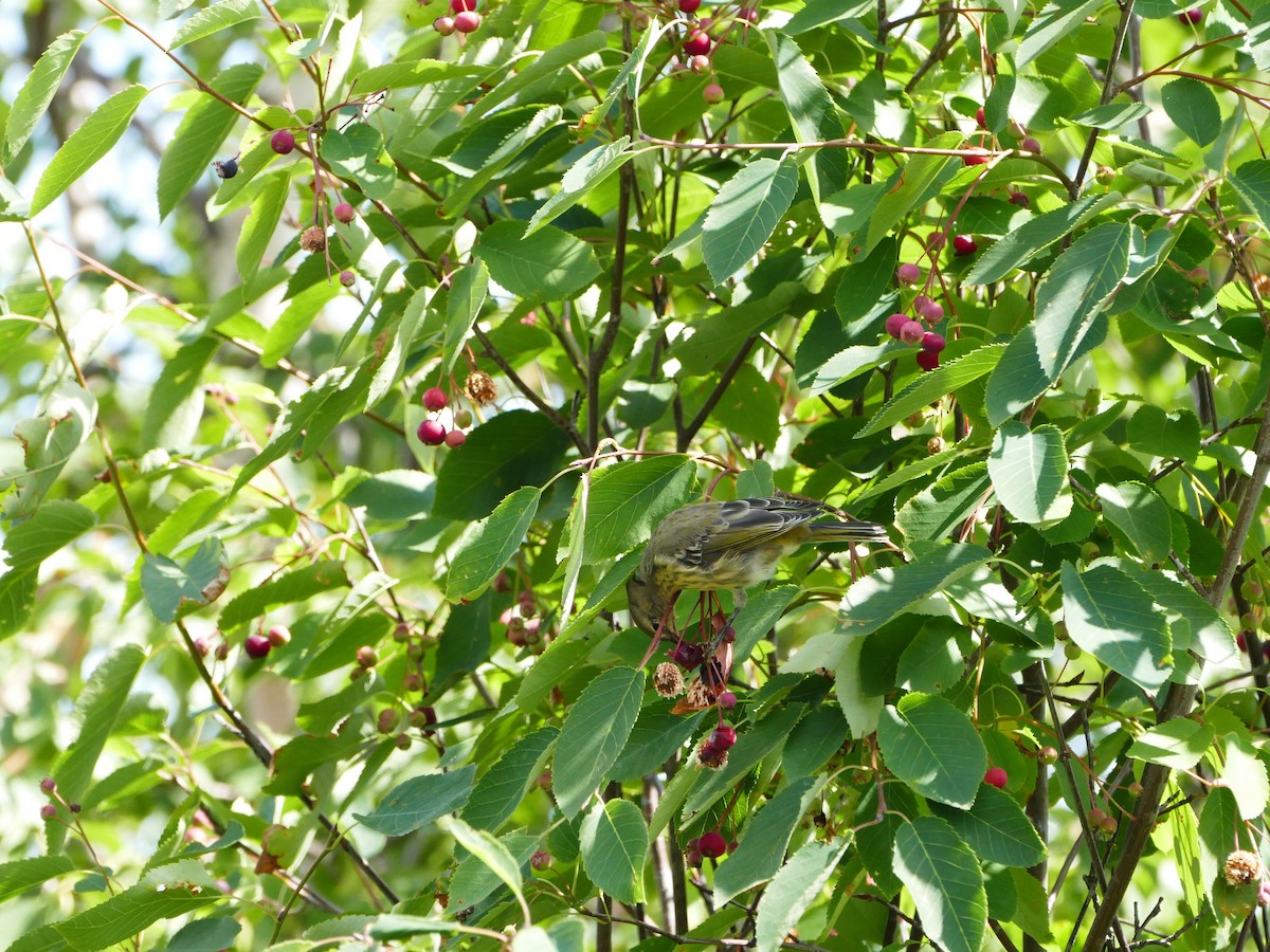 Kaplan Ötleğeni - ML644262575