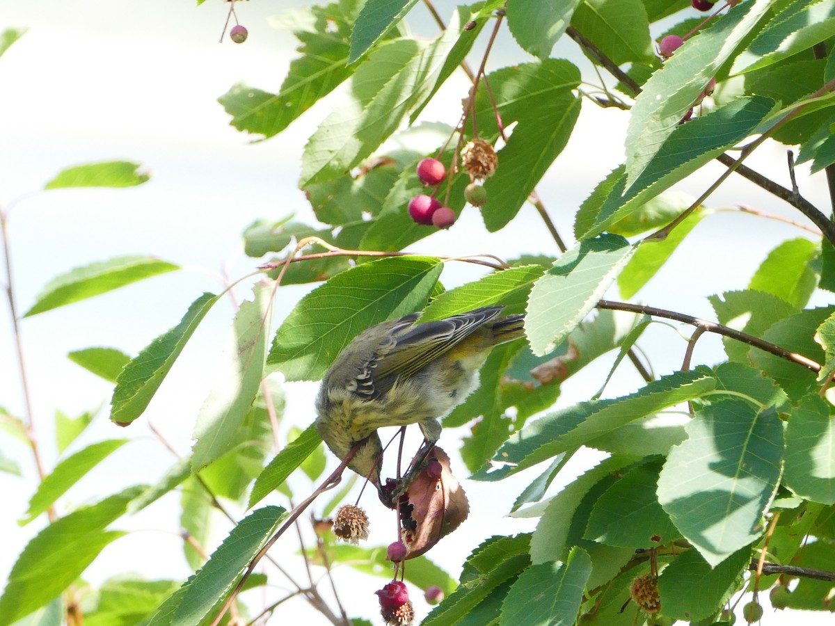 Paruline tigrée - ML644262577