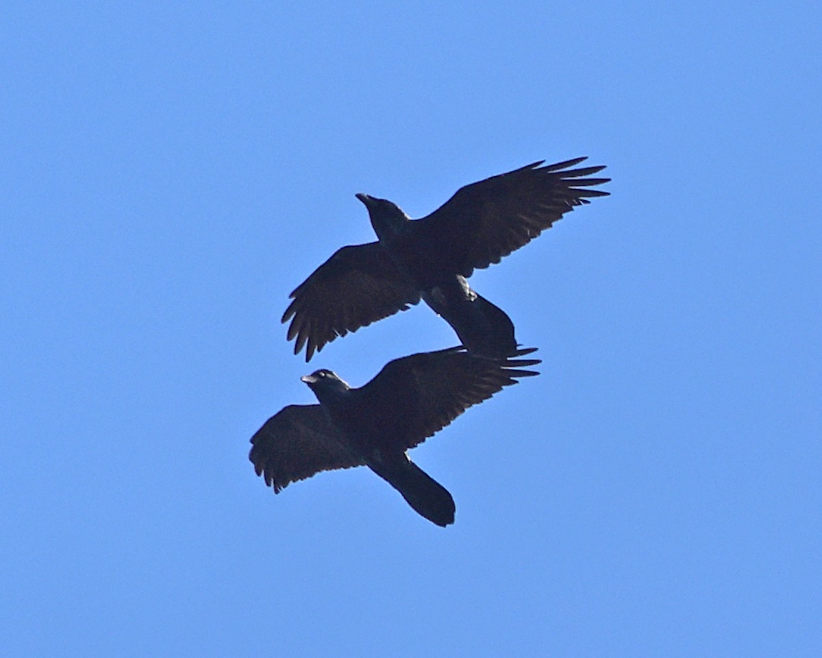 Cuervo Grande - ML644262578