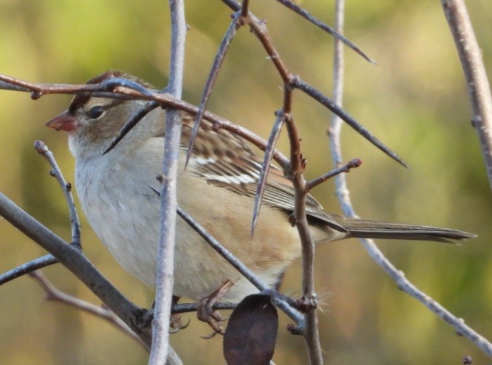 Dachsammer - ML644262580