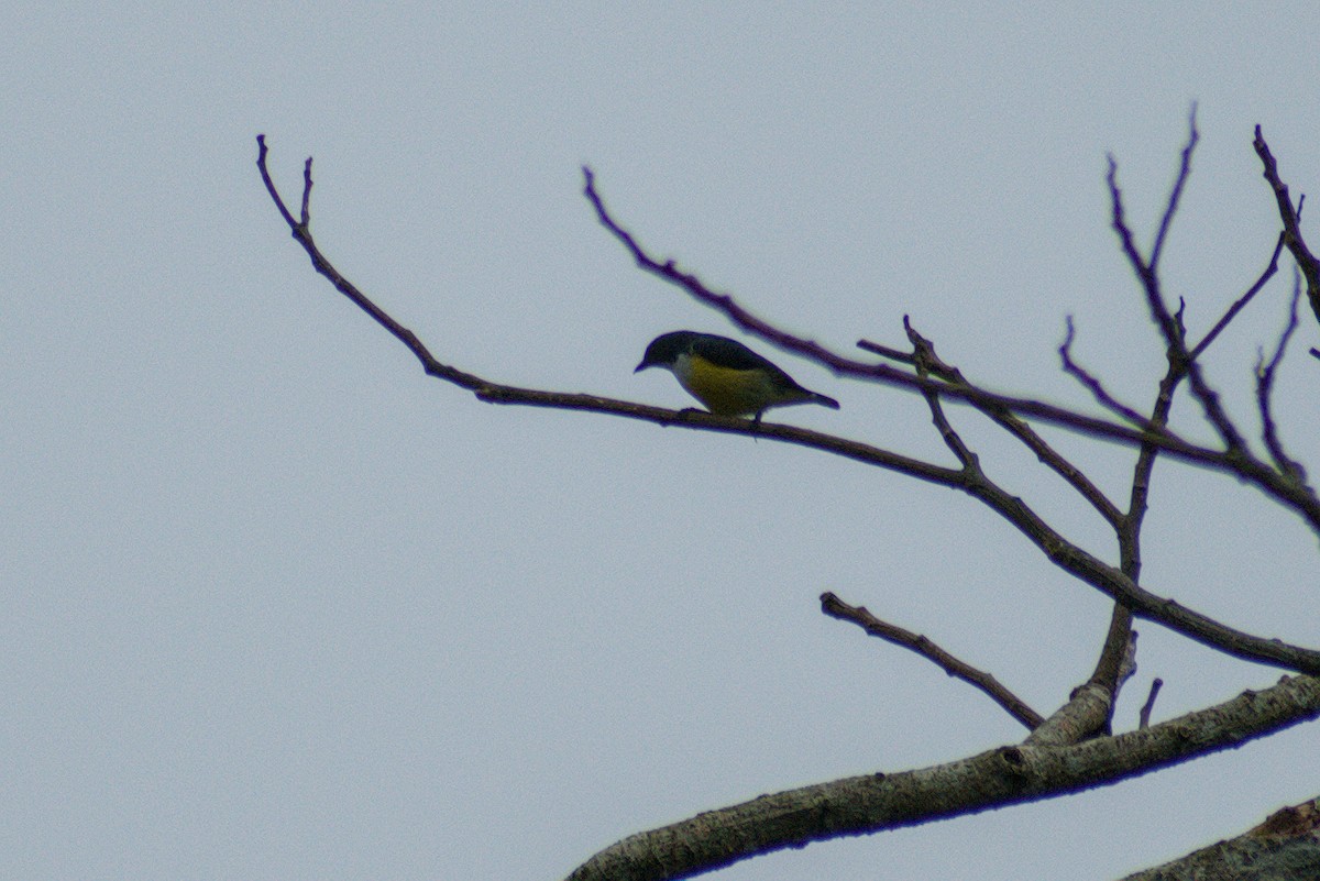 White-throated Flowerpecker - ML644262582