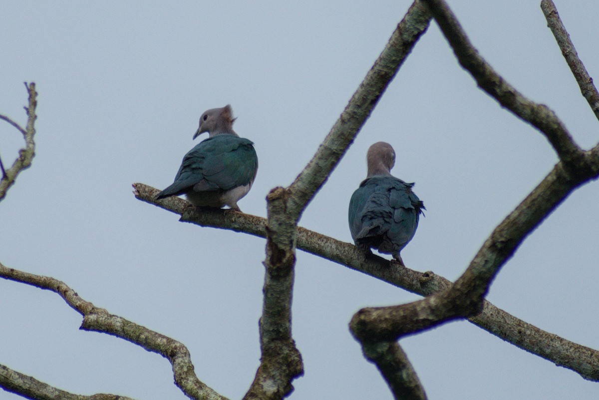 Green Imperial-Pigeon - ML644262585