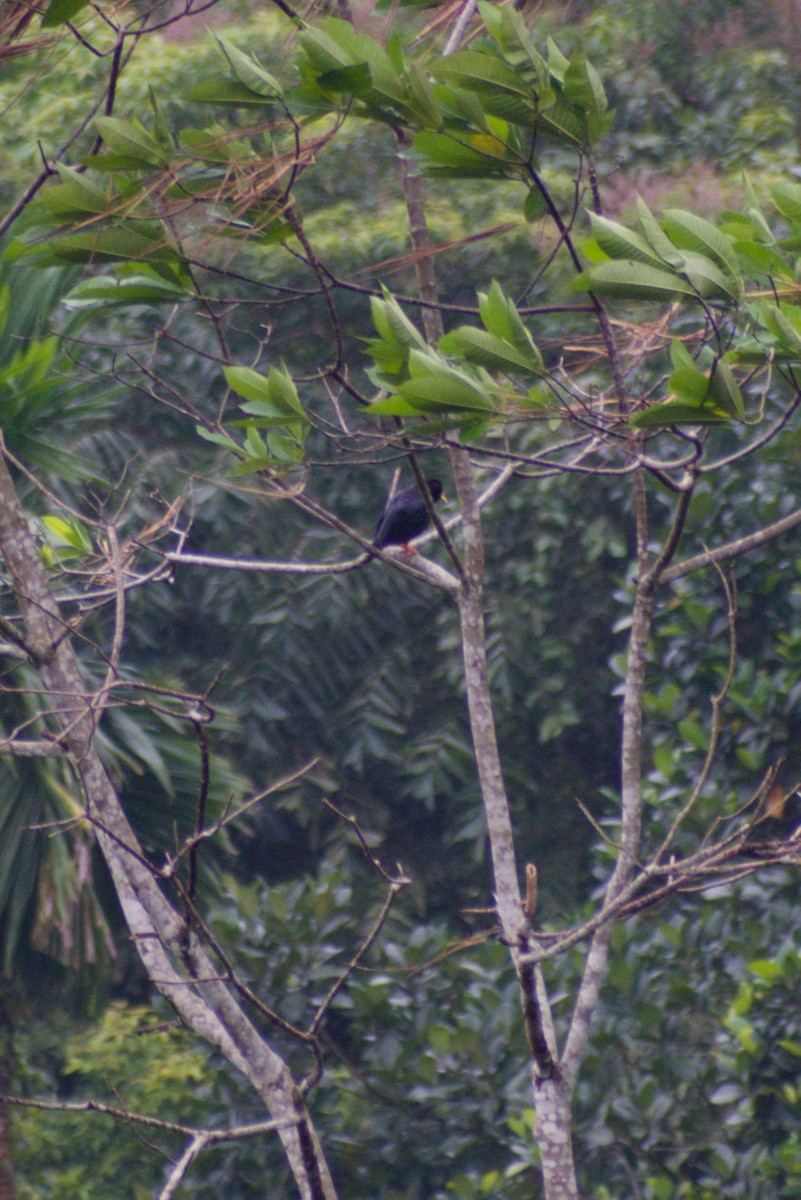 loskuták jižní - ML644262604