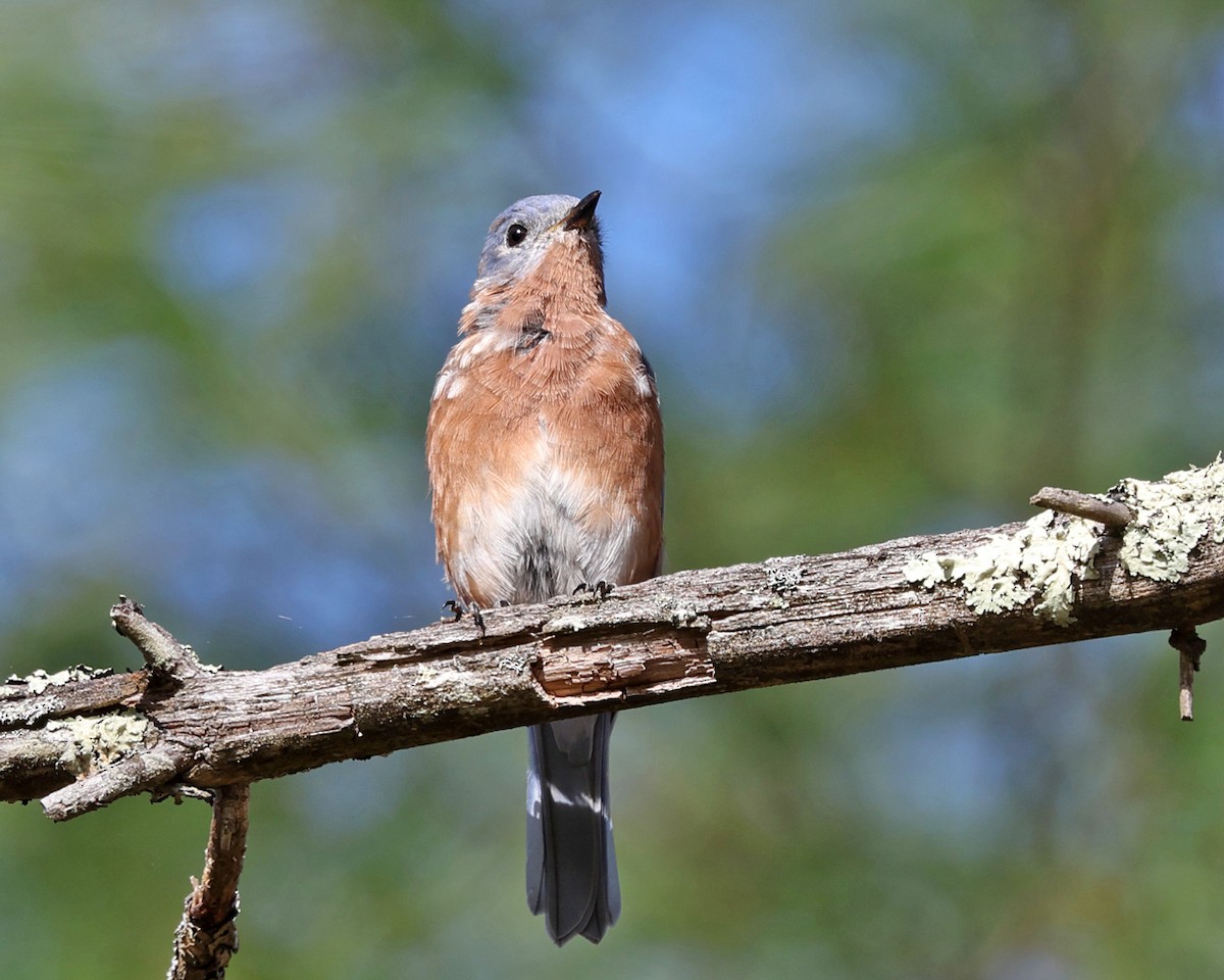 Eastern Bluebird - ML644262615