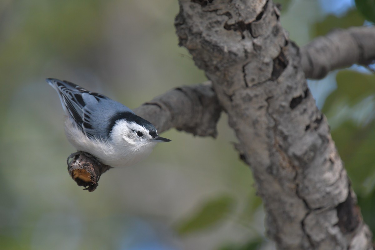 Sittelle à poitrine blanche - ML644262625