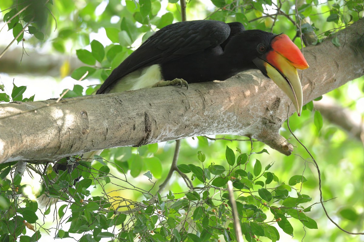 Rhinoceros Hornbill - ML644262637