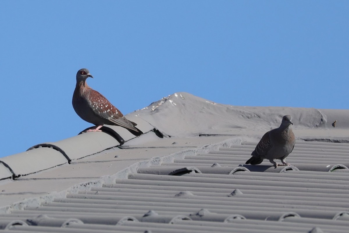 Paloma de Guinea - ML644262638