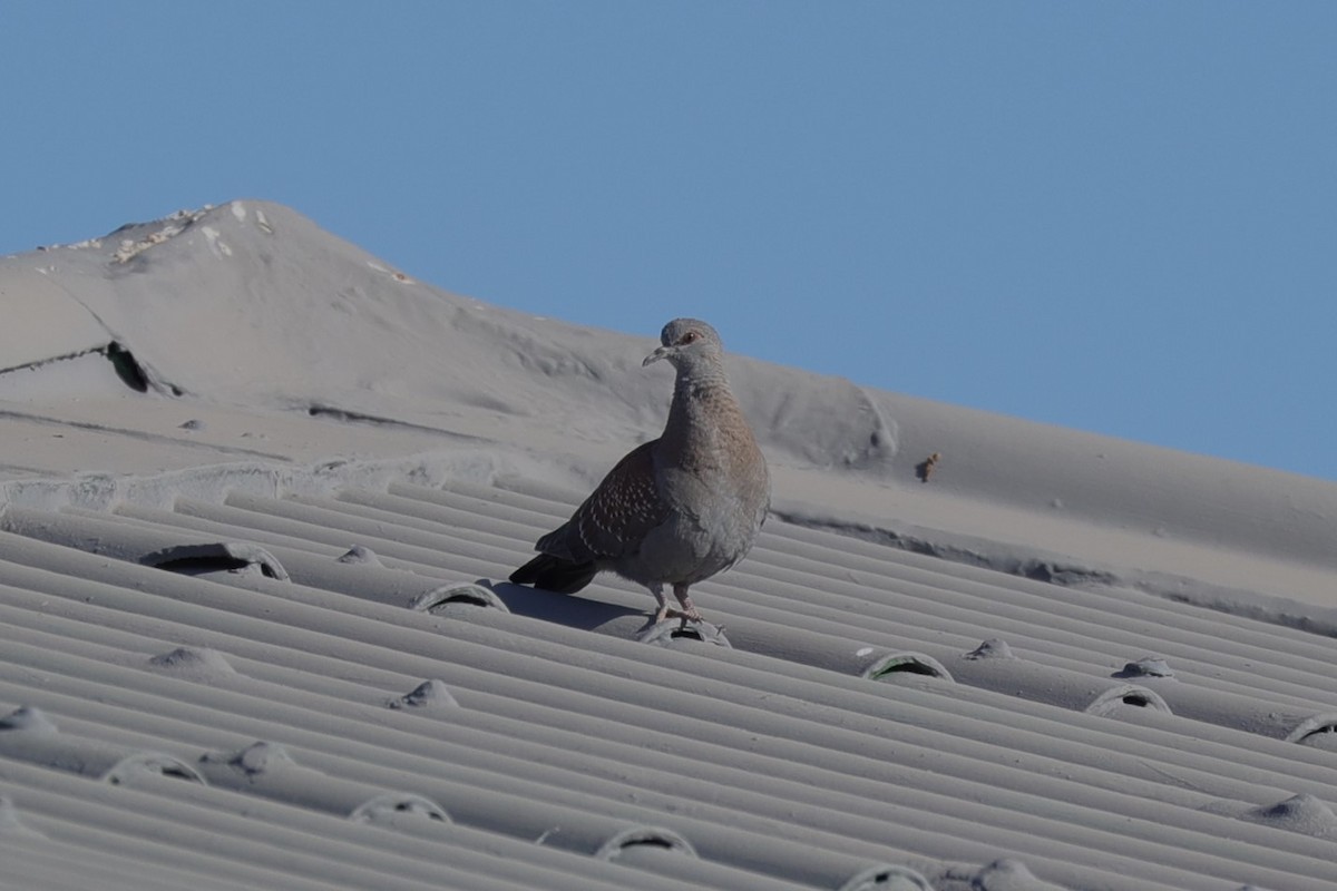 Paloma de Guinea - ML644262639