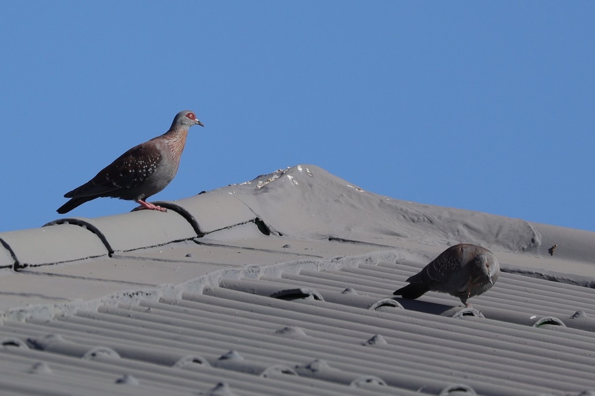 Paloma de Guinea - ML644262640