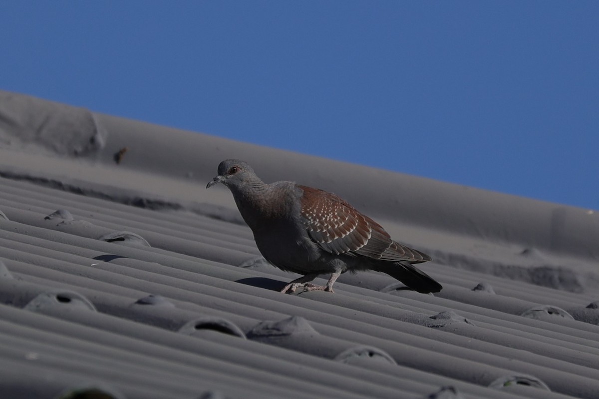 Paloma de Guinea - ML644262641