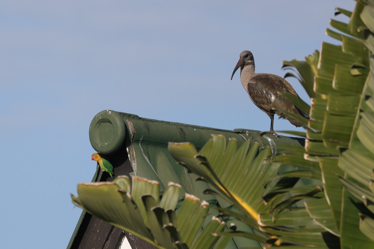 Hadada Aynağı - ML644262659