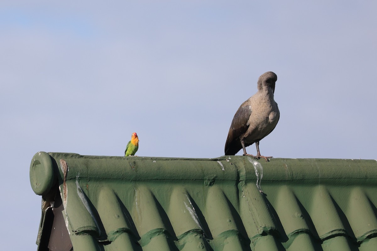 Hadada Aynağı - ML644262660