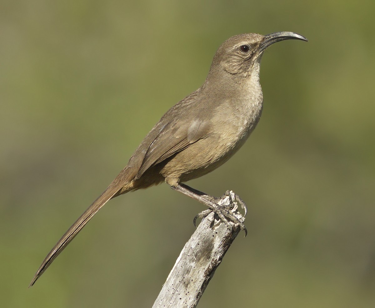 Kalifornienspottdrossel - ML644262667