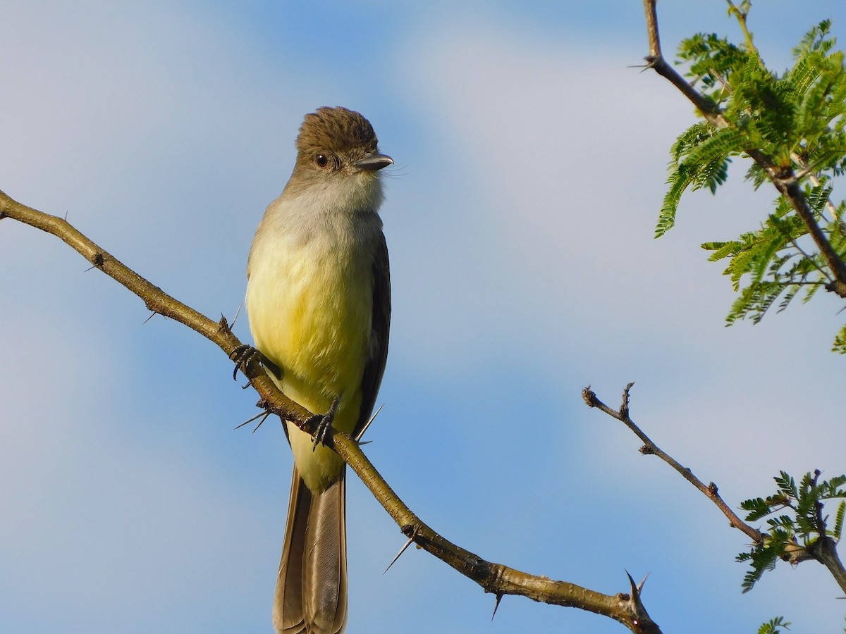 Short-crested Flycatcher - ML644262672