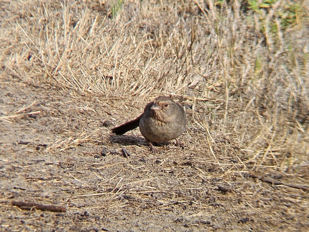 カリフォルニアムジトウヒチョウ - ML644262673