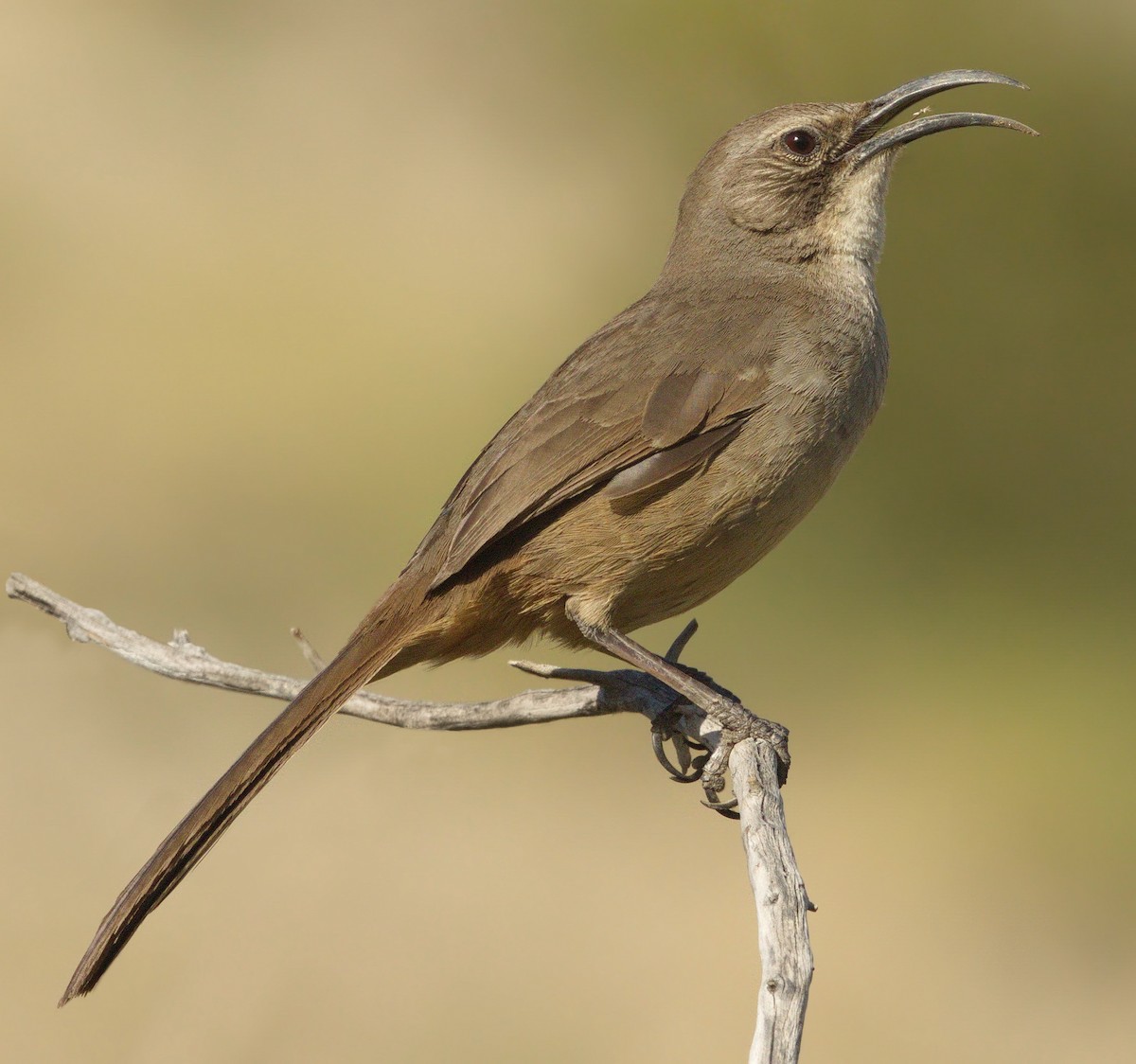 Kalifornienspottdrossel - ML644262675