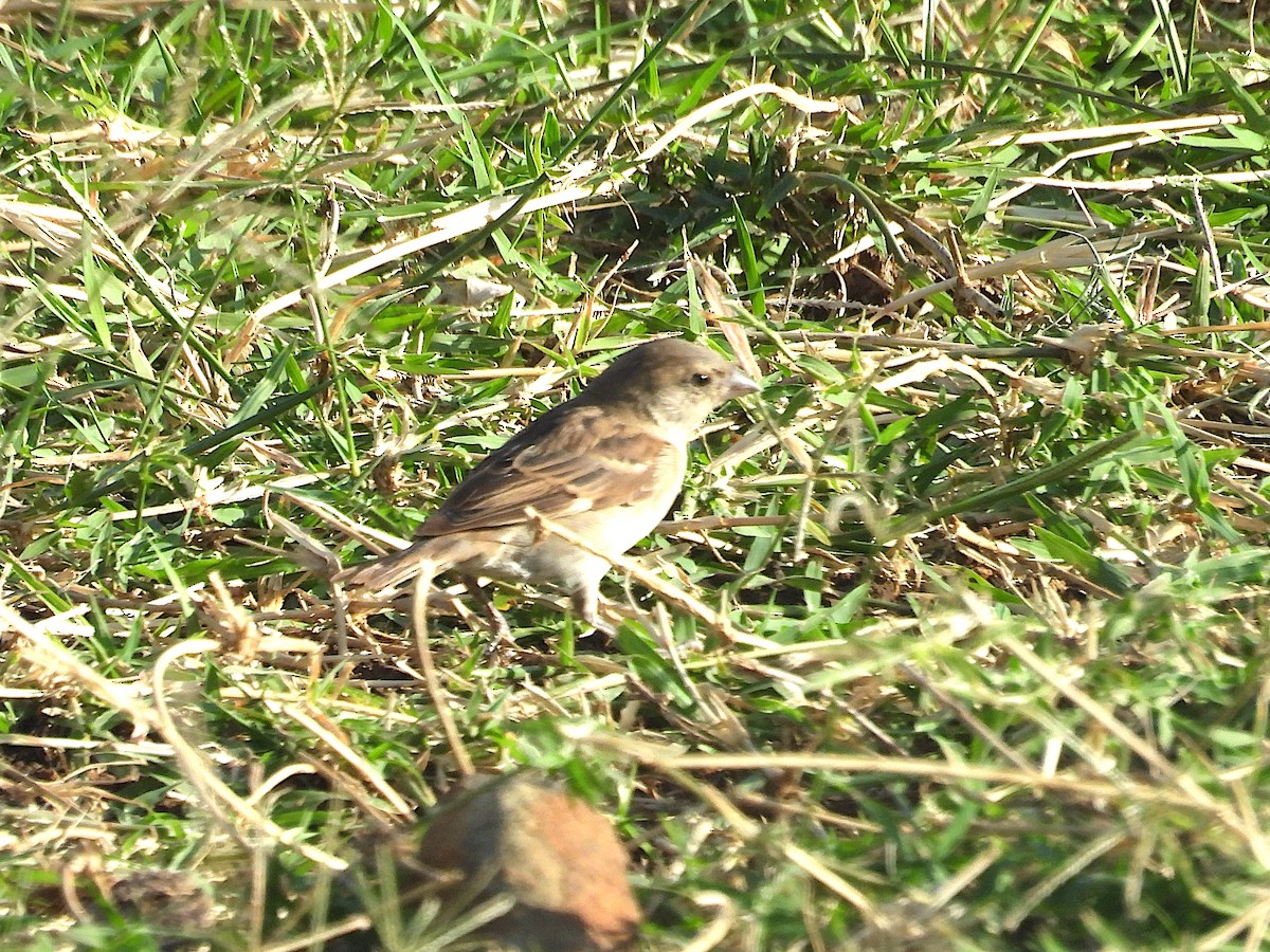 Shelley's Rufous Sparrow - ML644262692