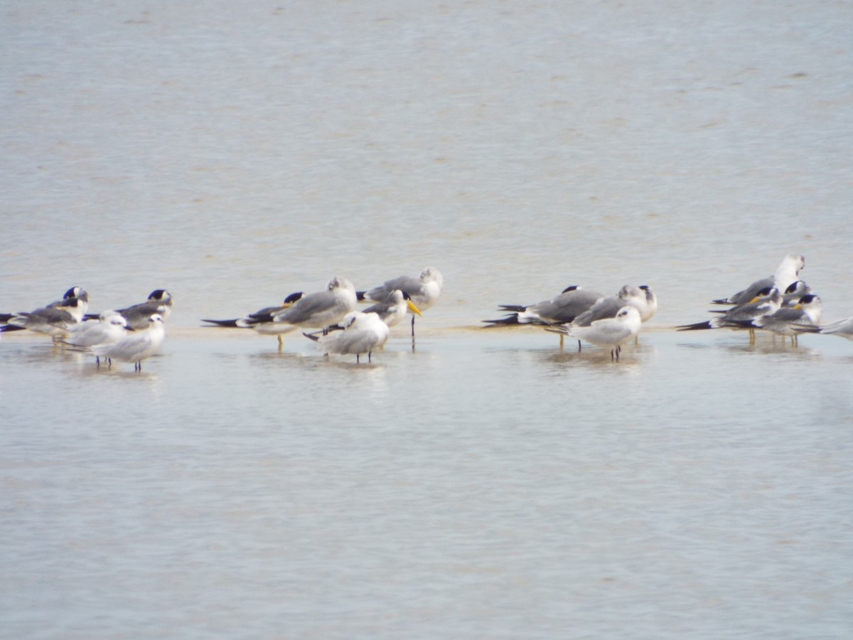 Large-billed Tern - ML644262698