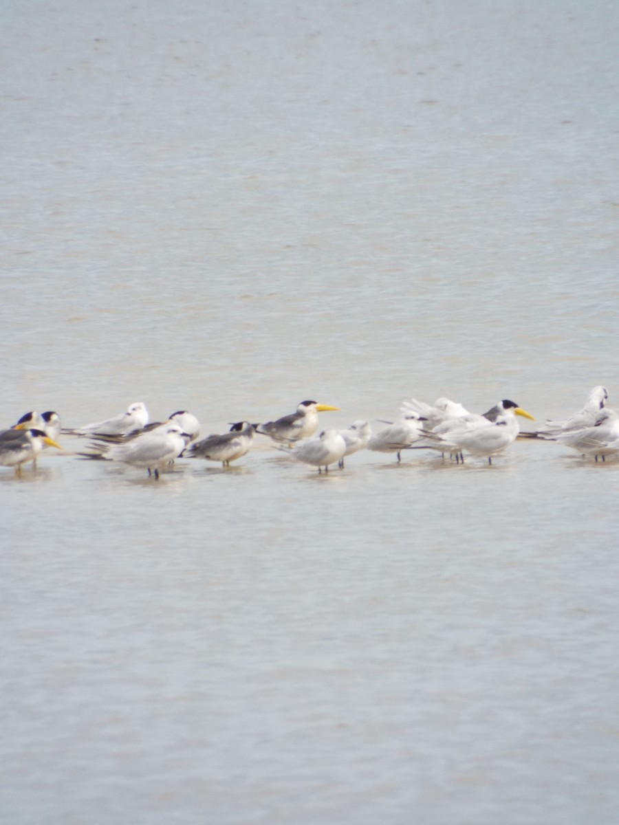 Large-billed Tern - ML644262699