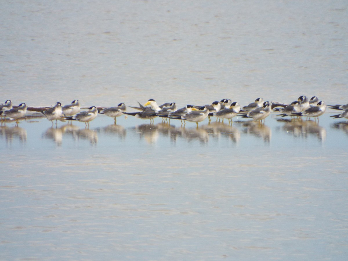 Large-billed Tern - ML644262700