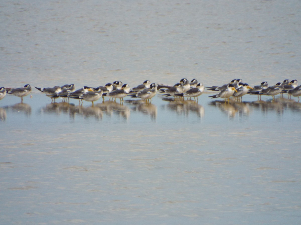 Large-billed Tern - ML644262701