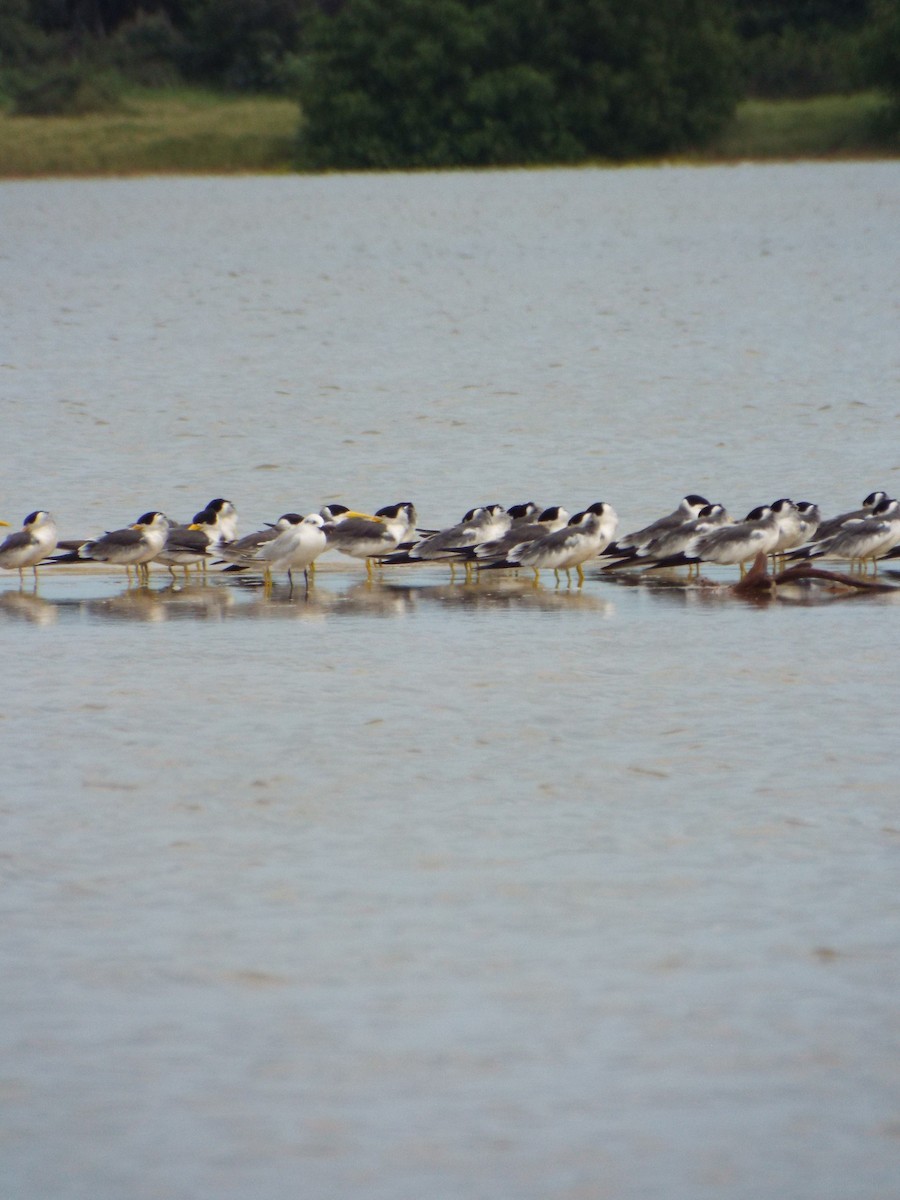 Large-billed Tern - ML644262703