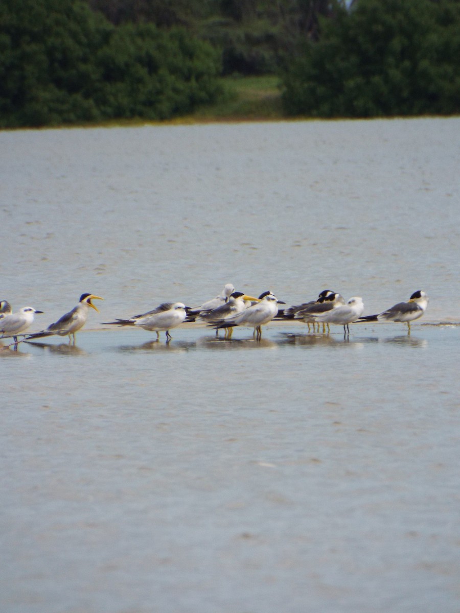 Large-billed Tern - ML644262704