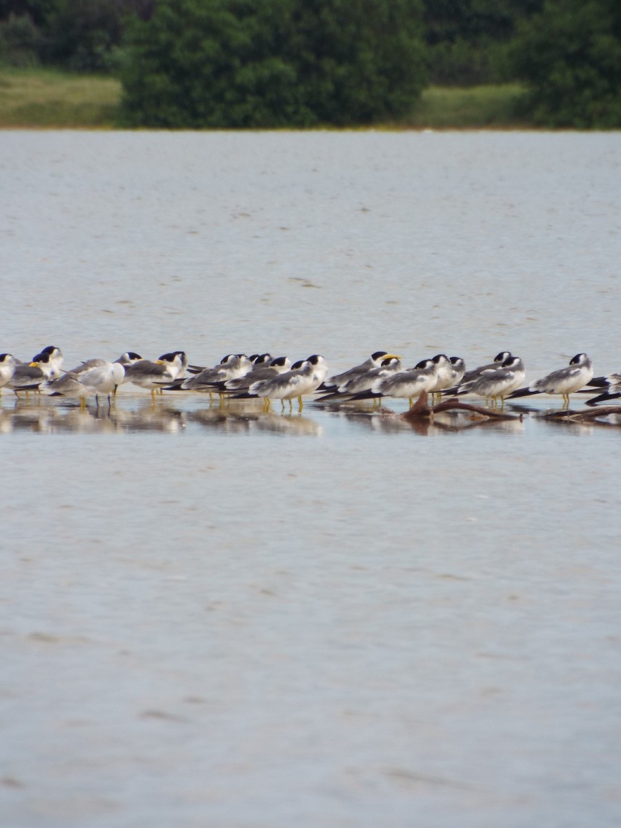 Large-billed Tern - ML644262705