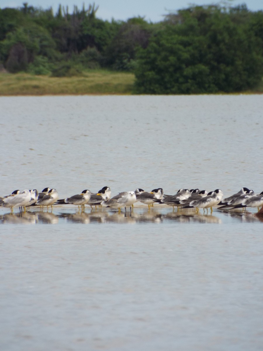 Large-billed Tern - ML644262706