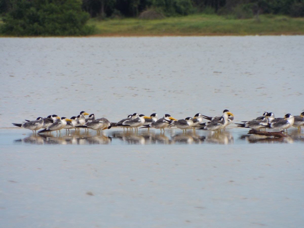Large-billed Tern - ML644262707