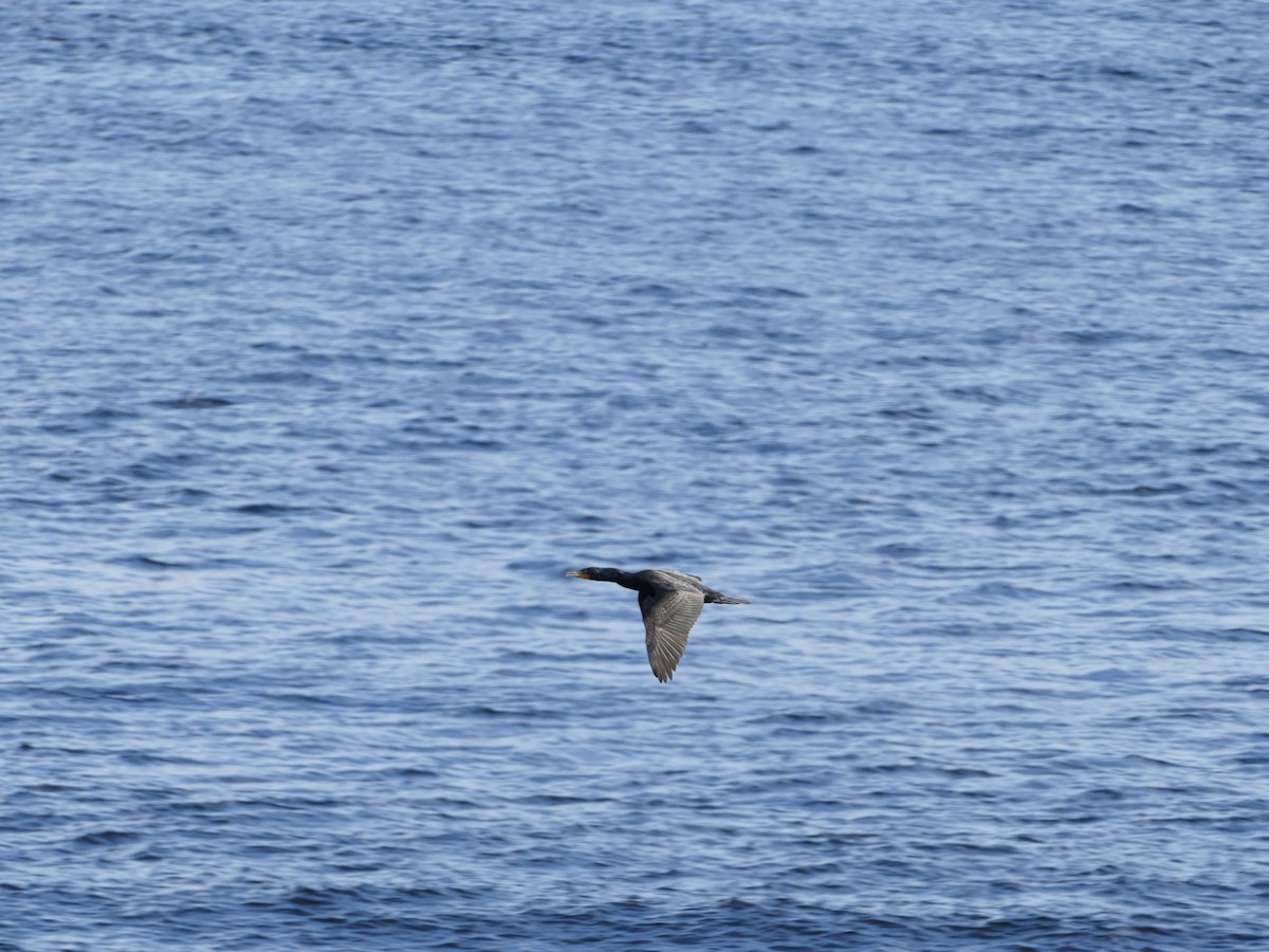 Cormorán Orejudo - ML644262708