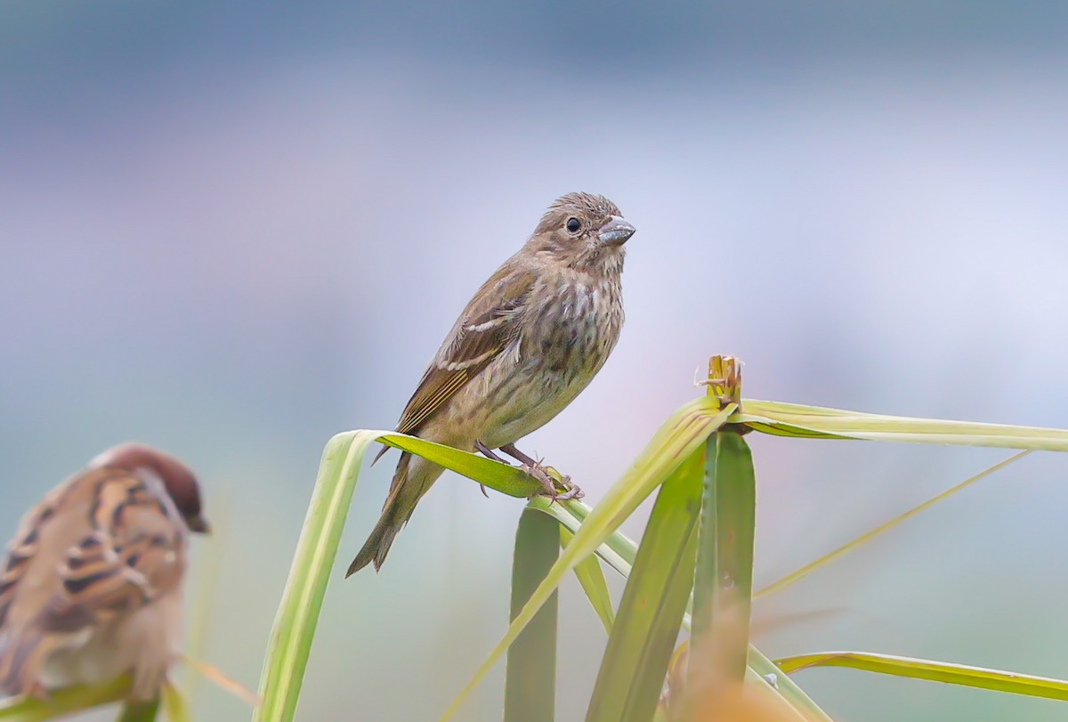 Camachuelo Carminoso - ML644262709