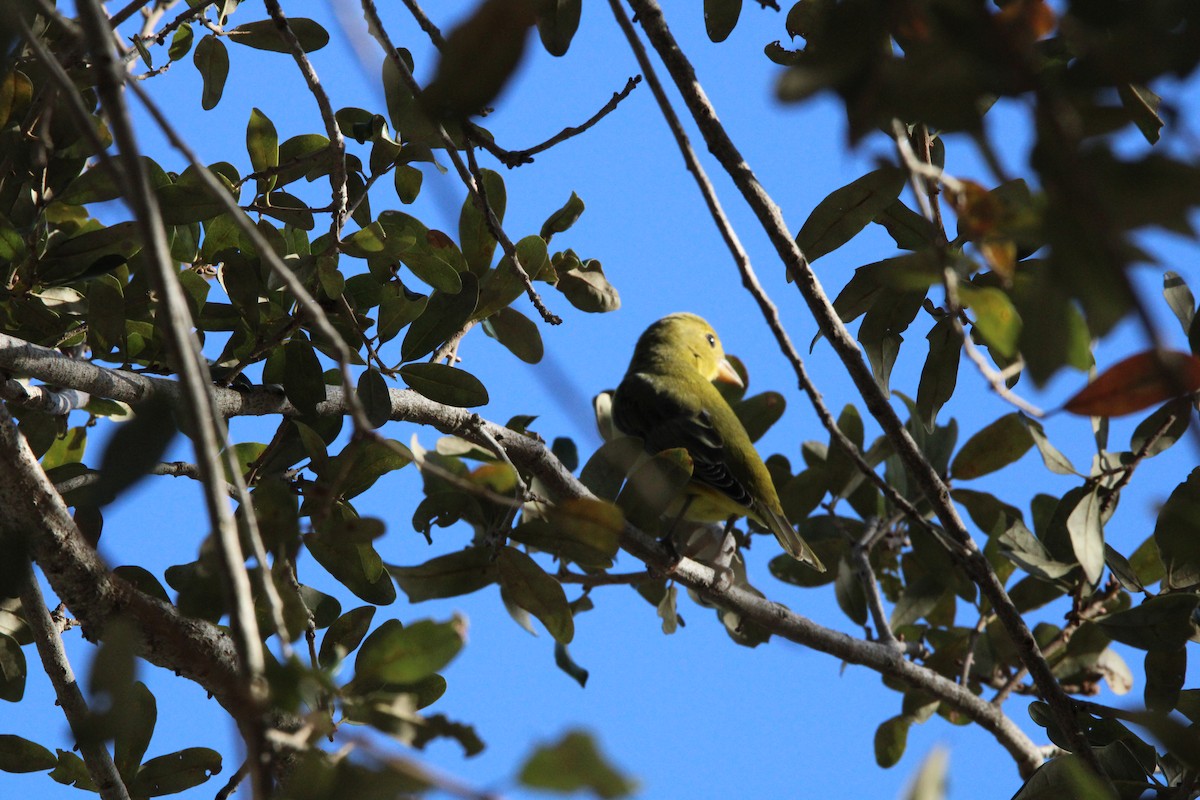 Scarlet Tanager - ML644262710