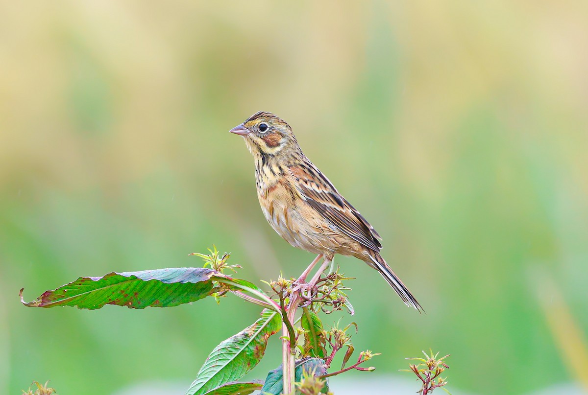 Шар нүдэн хөмрөг - ML644262713